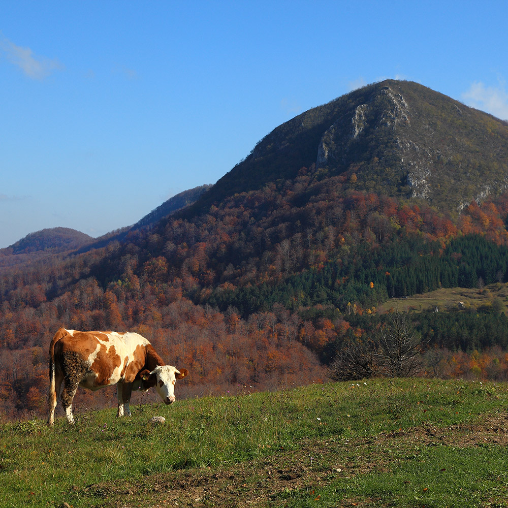 Povlen – Mountain of Silence, Secrets, and Shadows